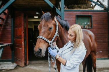 Choisir la meilleure pension pour votre cheval : les critères essentiels