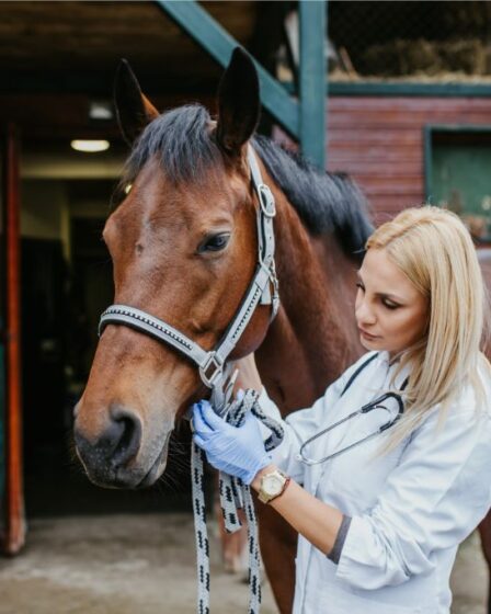 Choisir la meilleure pension pour votre cheval : les critères essentiels